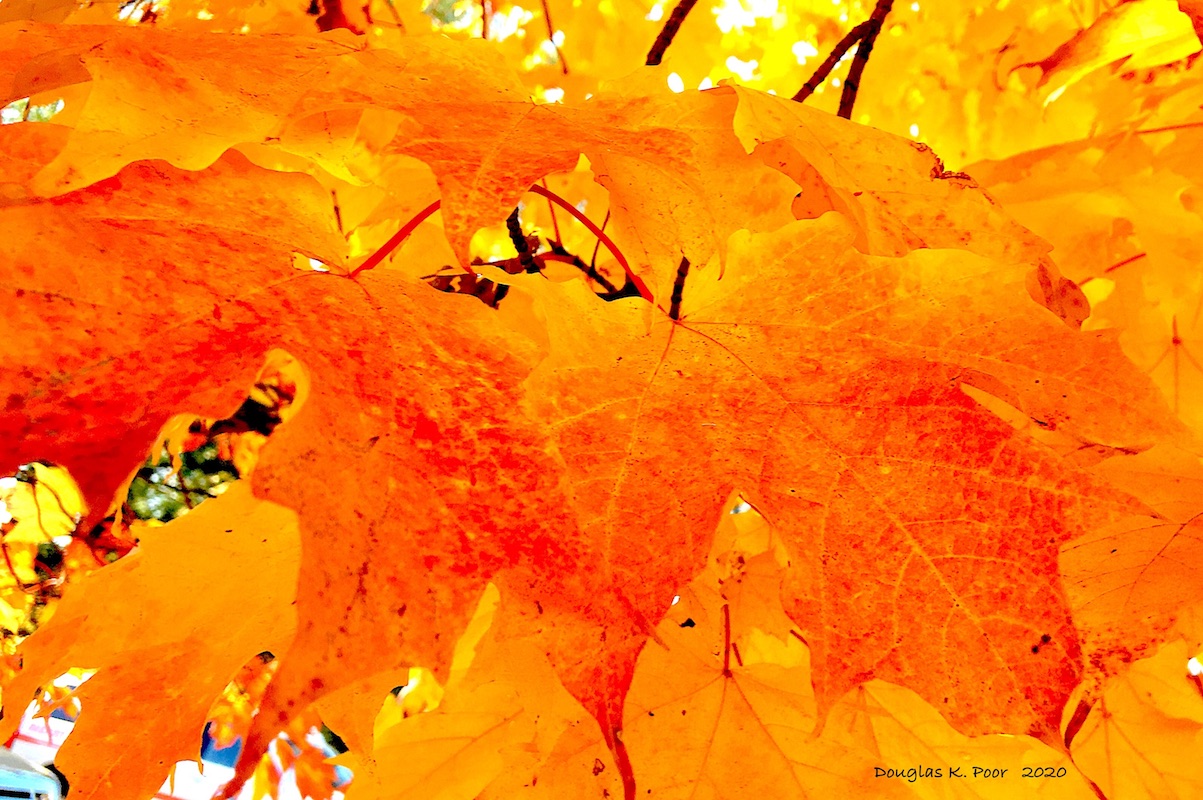 ===============-YELLOW-AND-ORANGE-LEAVES-CLOSE-3==============================================================================================================================-YELLOW-AND-ORANGE-LEAVES-CLOSE-3================================