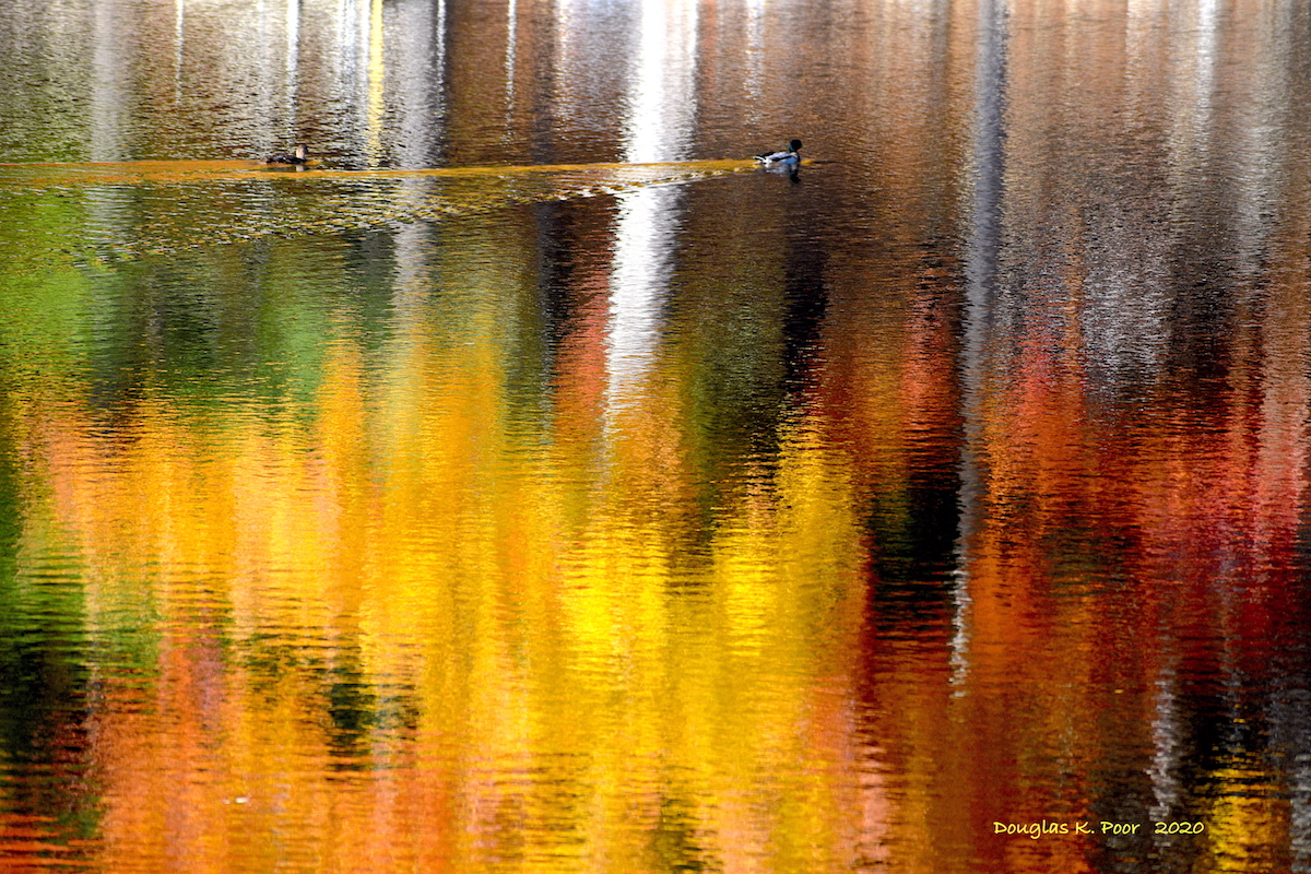 ==================DUCK-AND-COLORFUL-REFLECTION============================================================================================================================================DUCK-AND-COLORFUL-REFLECTION