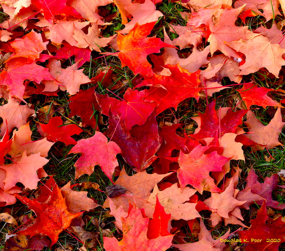 ==================MULTI-COLORED-MAPLE-LEAVES-ON-GROUND-CLOSER====================================================================================================================MULTI-COLORED-MAPLE-LEAVES-ON-GROUND-CLOSER======