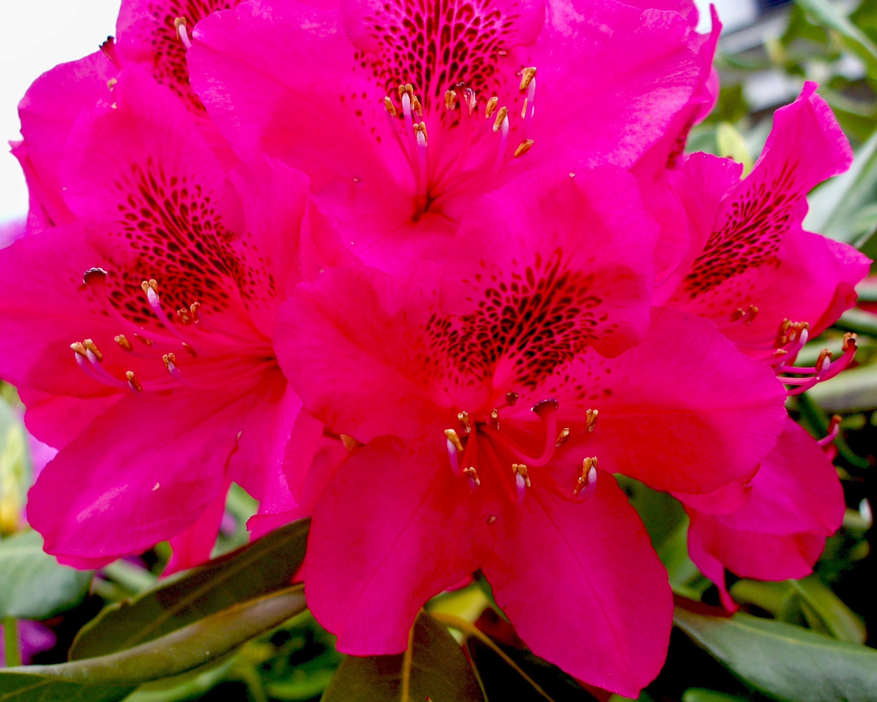 ==========================RED-RHODODENDRON-CLOSE-UP================================================================================================================================================RED-RHODODENDRON-CLOSE-UP