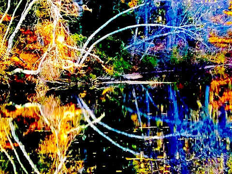 BIRCH REFLECTION PHOTO BY DOUGLAS K. POOR dd-TV.com