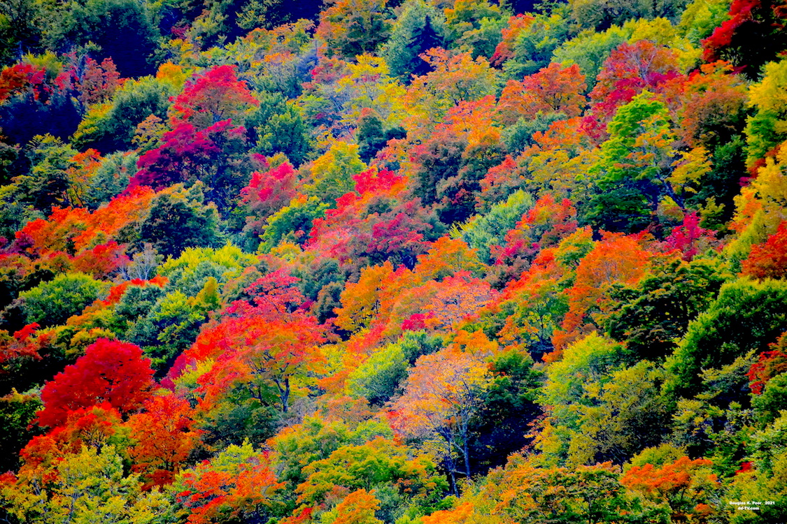 =====================================SIDE-OF-MTN-FOLIAGE-COLOR-G==================================================================================================SIDE-OF-MTN-FOLIAGE-COLOR-G