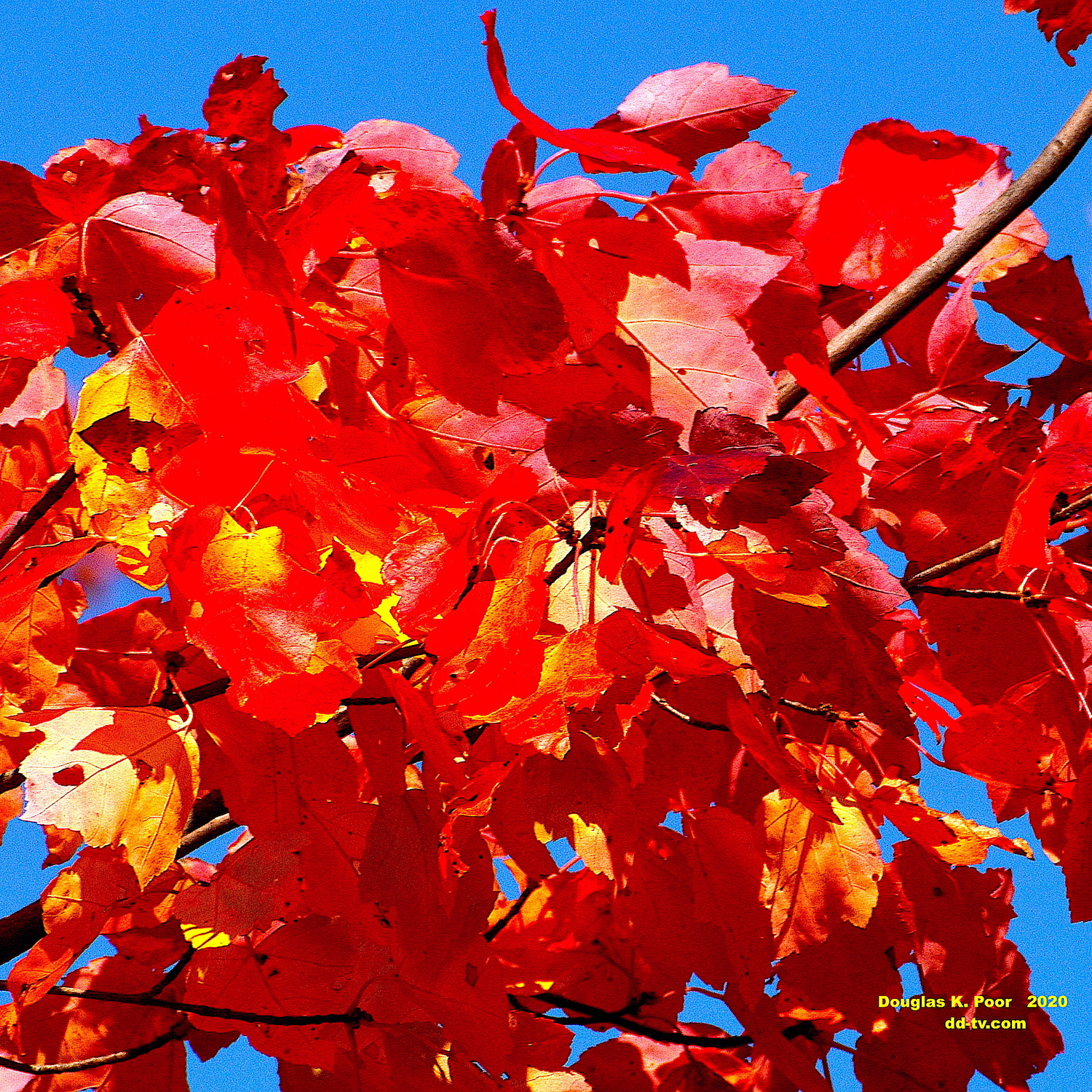 ================-CLUMP-OF-MAPLE-LEAVES-AND-BLUE-SKY-CLOSE-smaller-size=========================================================================================================-CLUMP-OF-MAPLE-LEAVES-AND-BLUE-SKY-CLOSE-smaller-size==========