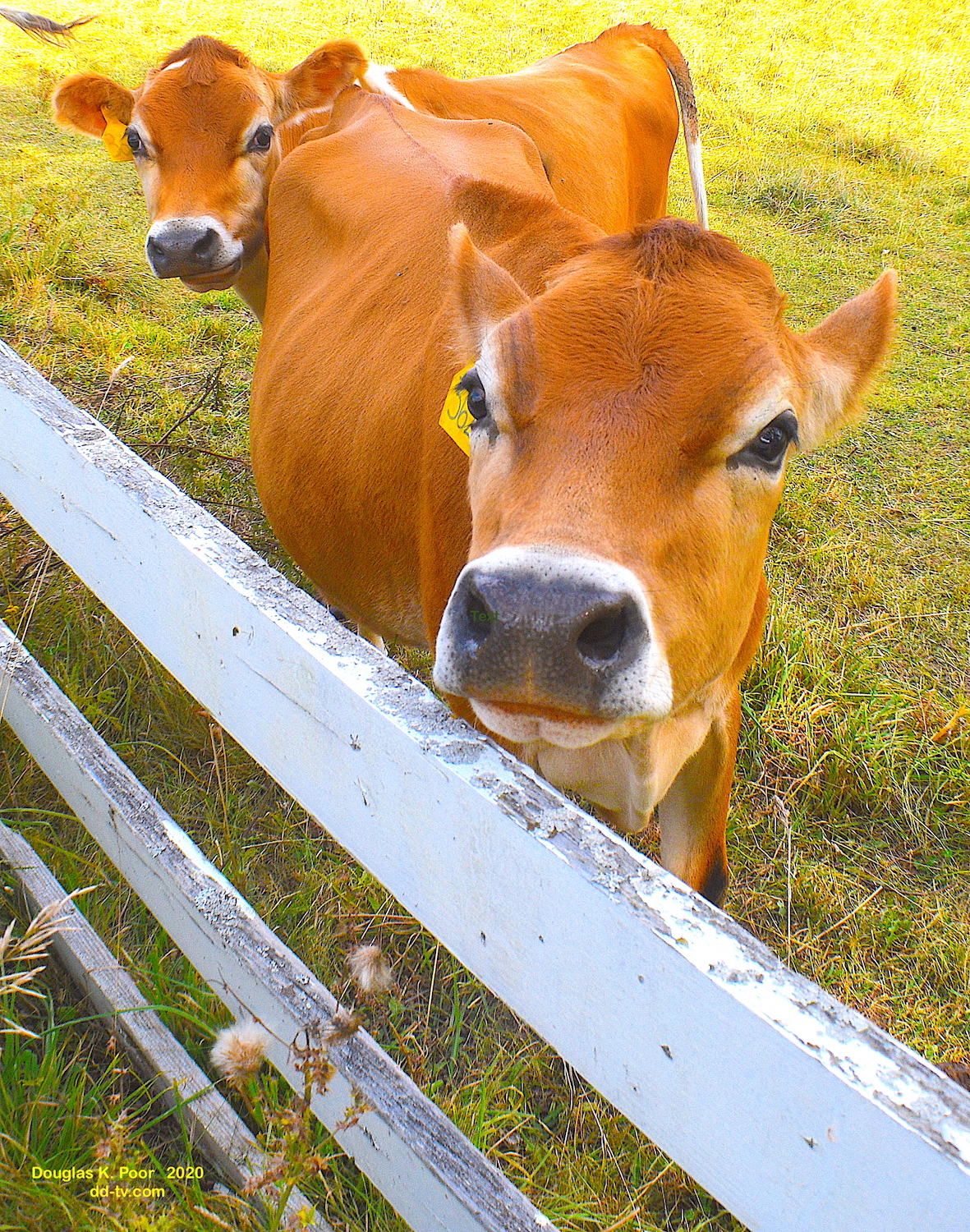 =============================================================================================================================================COWS-AND-FENCE-UP-CLOSE