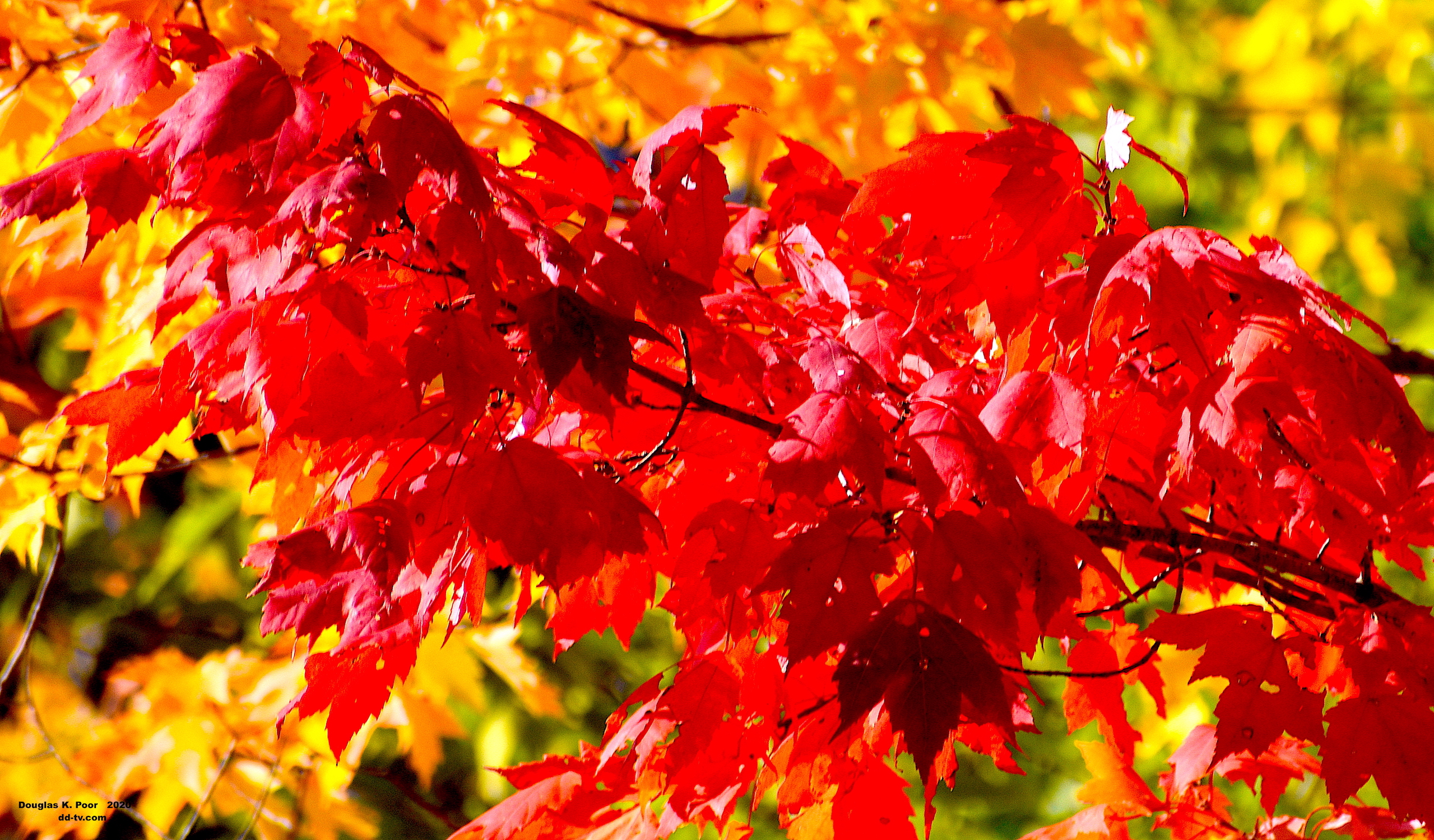 ================-LIMB-RED-MAPLE-FOLIAGE-1-smaller-size============================================================================================================-LIMB-RED-MAPLE-FOLIAGE-1-smaller-size
