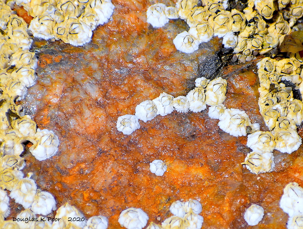 BARNACLES-CLOSE-ON-ORANGE-ROCK PICTURE BY DOUGLAS POOR dd-TV.com