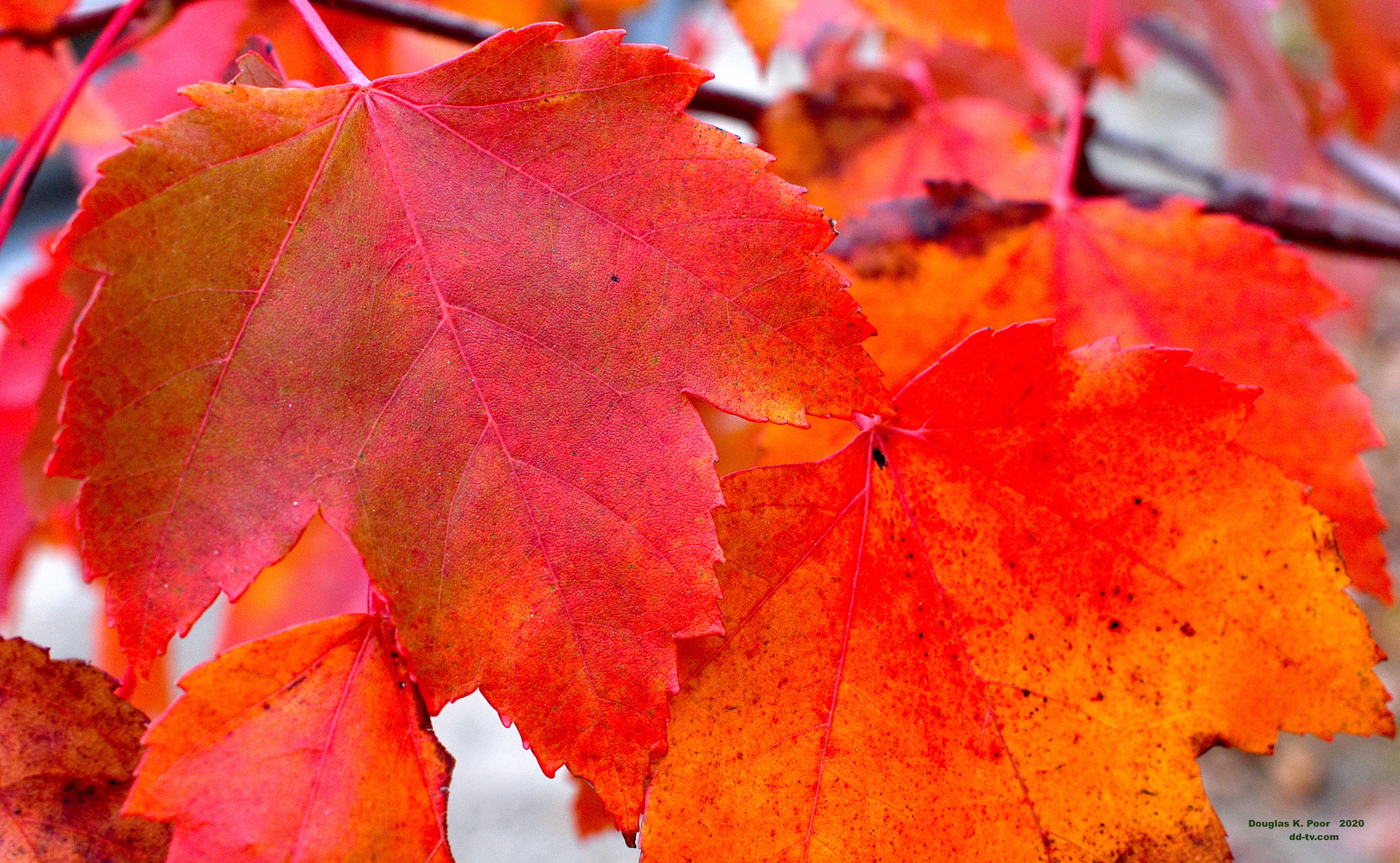 ====================RED-AND-ORANGE-MAPLE-LEAVES-CLOSE=================================================================================================================================================RED-AND-ORANGE-MAPLE-LEAVES-CLOSE
