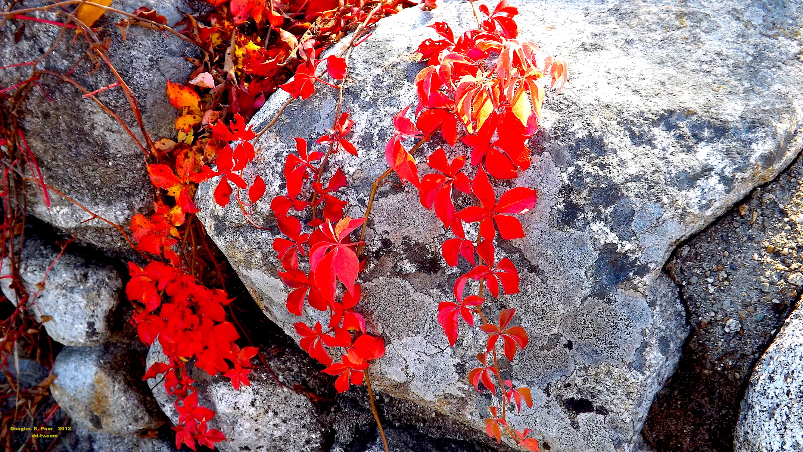 =================RED-FOLIAGE-ON-ROCK-smaller-size============================================================================================================================RED-FOLIAGE-ON-ROCK-smaller-size