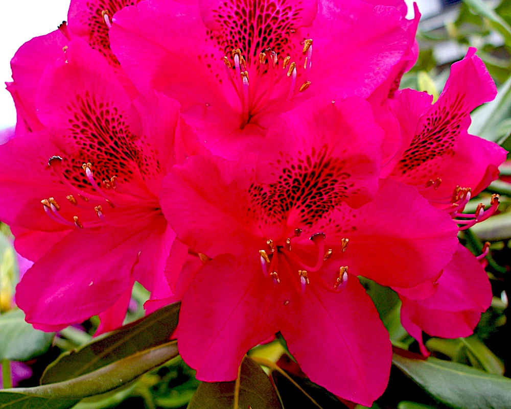 RED RHODODENDRON CLOSE DOUGLAS POOR PICTURE
