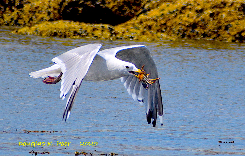 SEAGULL FLYING WITH CRAB BY DOUGLAS K. POOR dd-TV.com