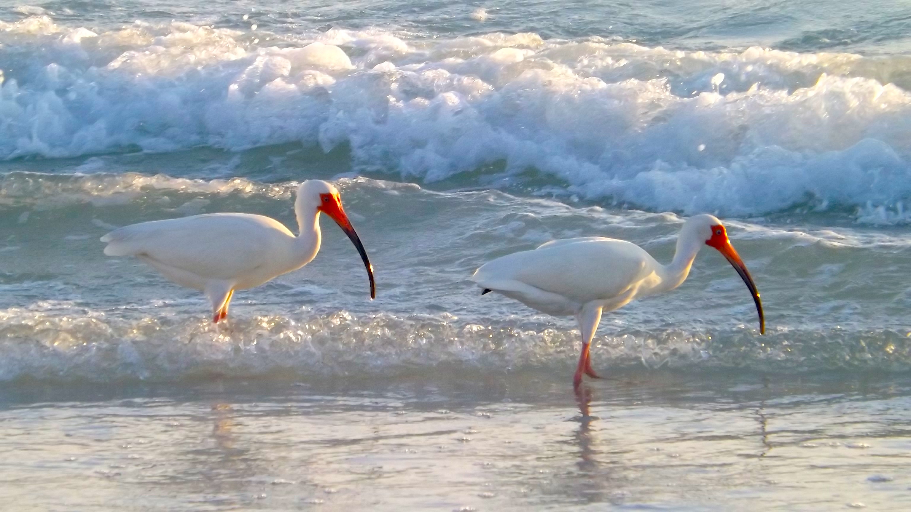 2 IBIS IN SURF PICTURE BY DOUGLAS K. POOR dd-TV.com