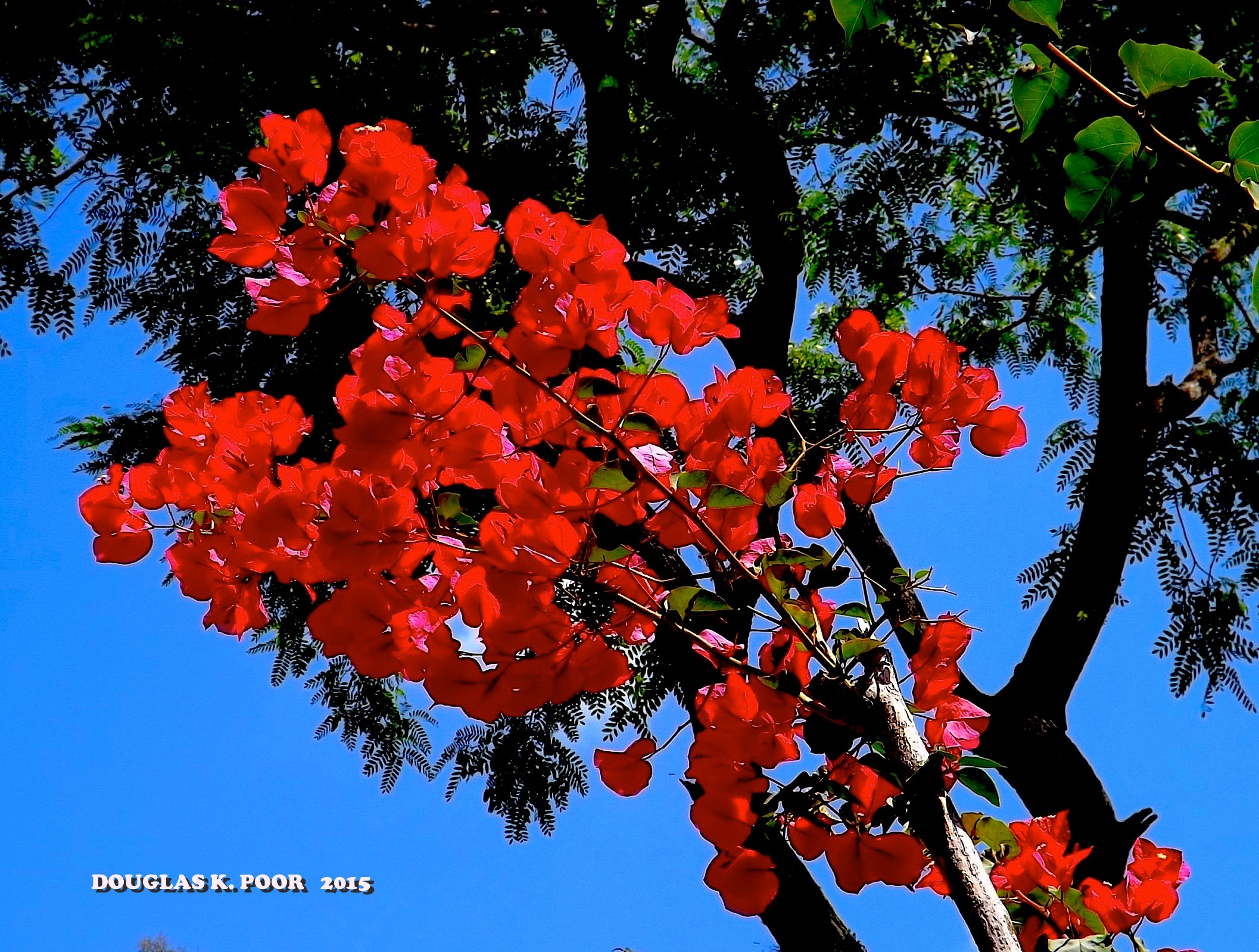BOUGAINVILLEA AND SKY PICTURE BY DOUGLAS K. POOR dd-TV.com