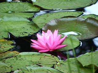 =============PINK WATER LILY==============================================================================================================================================PINK WATER LILY