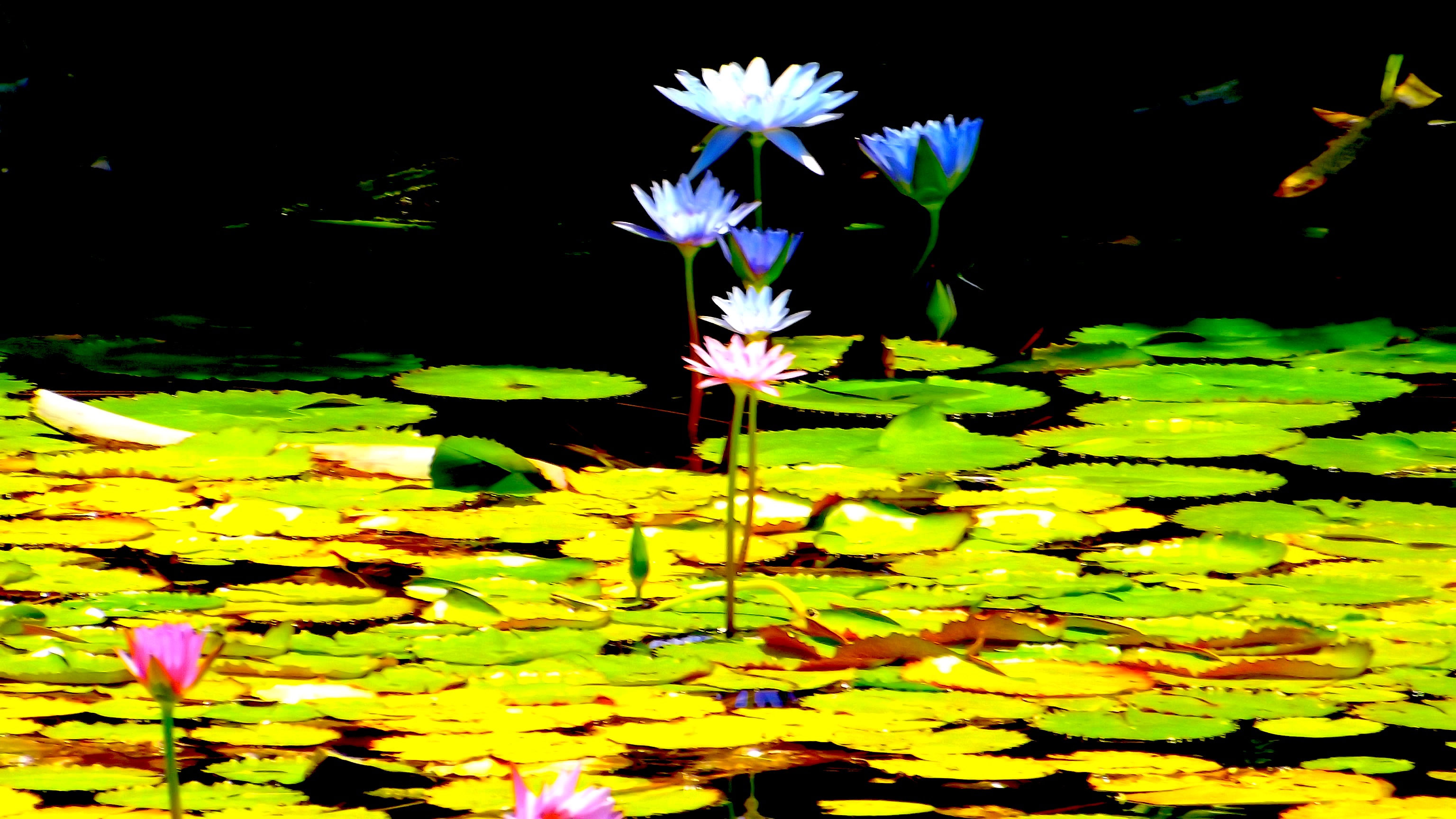 LILY PADS BLUE AND PINK